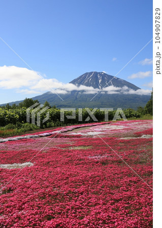 俱知安町 芝桜と羊蹄山 俱知安町 芝桜と羊蹄山 104907829