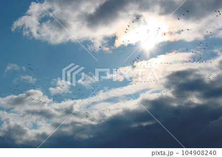 青空と彩雲と渡り鳥 青空と彩雲と渡り鳥 104908240