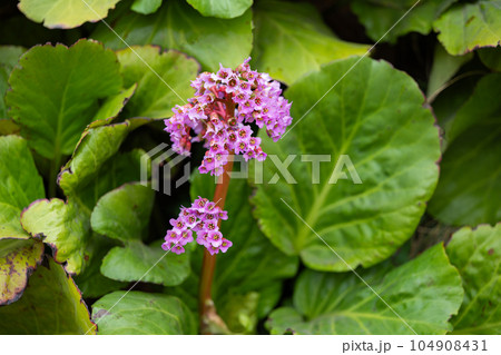 flowers bergenia thick-leaved close-up 104908431