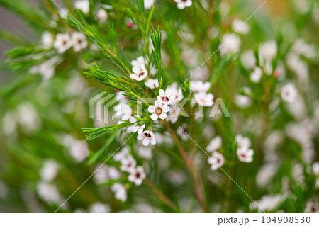 white chamelacium flowers close up white chamelacium flowers close up 104908530