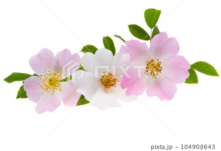 rosehip flower isolated rosehip flower isolated 104908643
