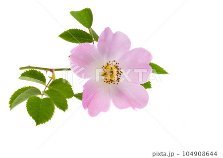 rosehip flower isolated rosehip flower isolated 104908644