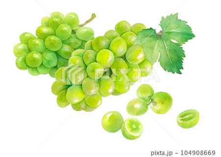 収穫したジューシーなシャインマスカット(白ブドウ)と分離した果実の水彩イラスト。 収穫したジューシーなシャインマスカット(白ブドウ)と分離した果実の水彩イラスト。 104908669