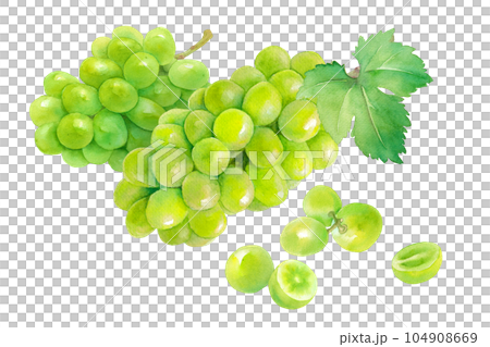 Watercolor illustration of harvested juicy Shine Muscat (white grape) and berries isolated. Watercolor illustration of harvested juicy Shine Muscat (white grape) and berries isolated. 104908669