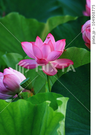 蓮の花のある風景 蓮の花のある風景 104908775