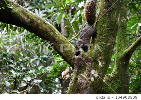 Closeup shot of a cute squirrel on a tree 104908809