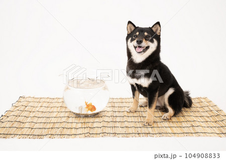 すだれと金魚鉢と笑顔の黒柴のシェリ 104908833