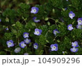 庭に咲いた可憐なオオイヌノフグリ 104909296