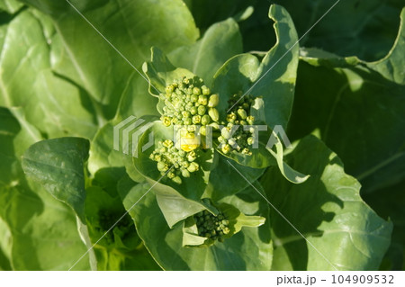 庭に咲いたハクサイの花 104909532