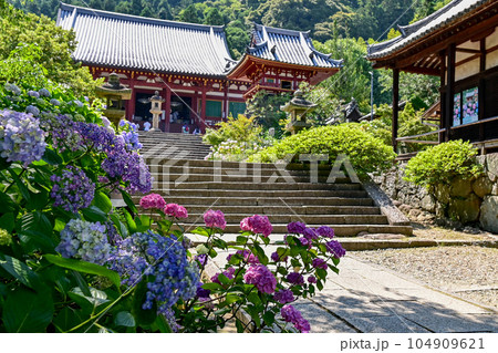 【奈良】あじさい寺とも呼ばれる矢田寺。参道にはたくさんの品種のあじさいが咲いていて綺麗です。 104909621