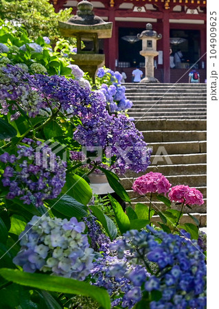 【奈良】あじさい寺とも呼ばれる矢田寺。参道にはたくさんの品種のあじさいが咲いていて綺麗です。 【奈良】あじさい寺とも呼ばれる矢田寺。参道にはたくさんの品種のあじさいが咲いていて綺麗です。 104909625