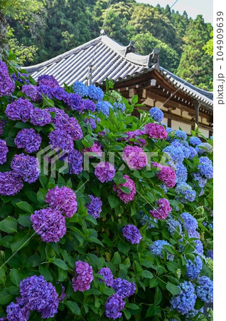 【奈良】あじさい寺とも呼ばれる矢田寺。参道にはたくさんの品種のあじさいが咲いていて綺麗です。 104909639