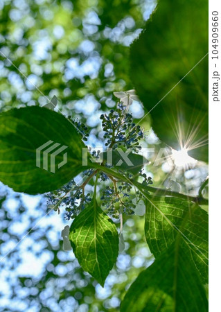 【奈良】あじさい寺とも呼ばれる矢田寺。参道にはたくさんの品種のあじさいが咲いていて綺麗です。 104909660