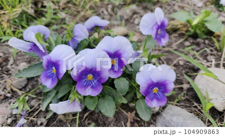 花 フラワー お花 104909863