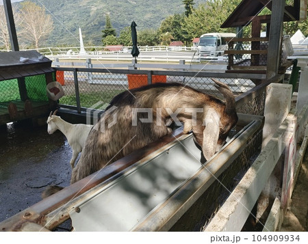 動物 動物学 景色 104909934