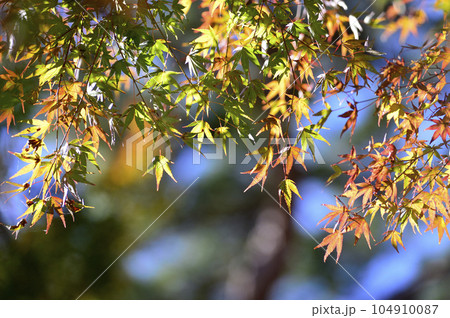 初秋の時 104910087