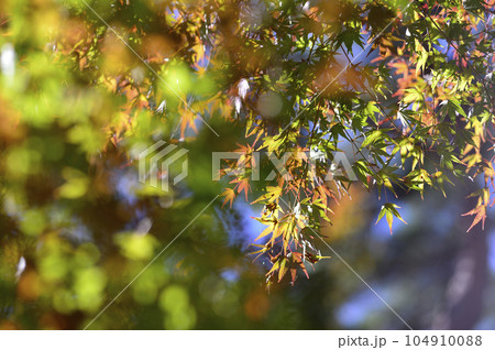初秋の時 104910088
