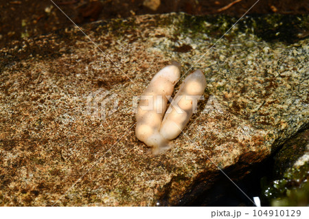 ハコネサンショウウオの卵嚢 104910129