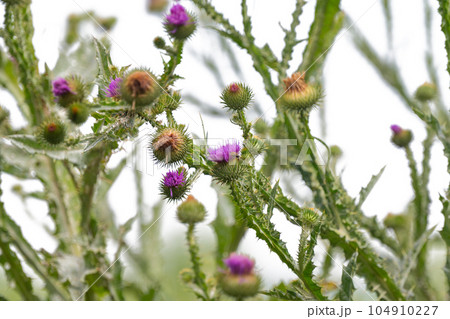 prickly tartar on a white background prickly tartar on a white background 104910227