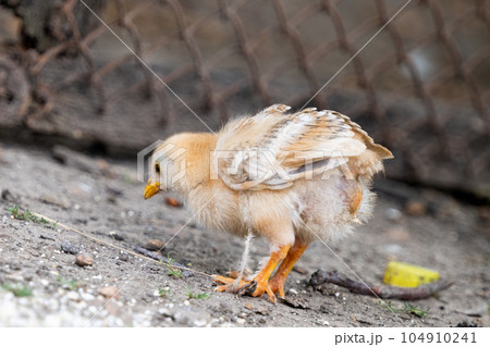 little chickens on the farm little chickens on the farm 104910241
