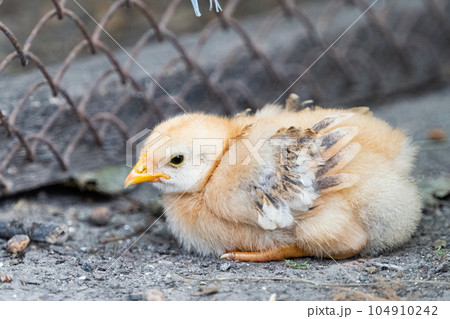 little chickens on the farm little chickens on the farm 104910242