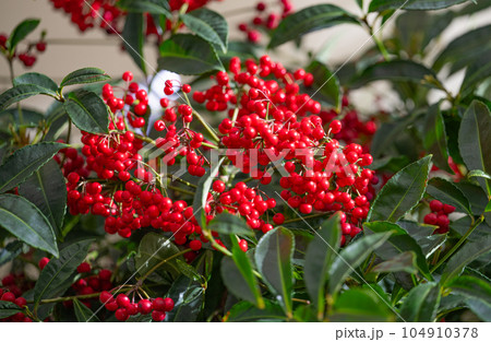 ardisia, coral tree close-up ardisia, coral tree close-up 104910378
