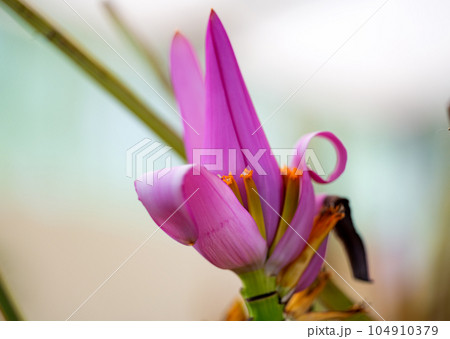 pink banana flower, closeup 104910379