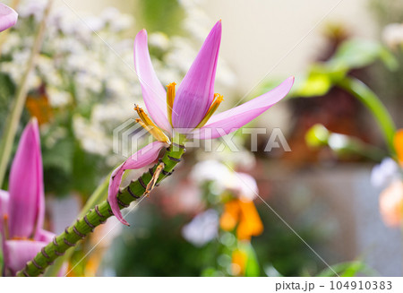 pink banana flower, closeup pink banana flower, closeup 104910383