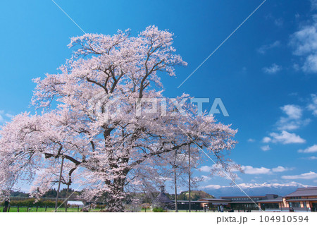 一本桜 - 万燈(まんとう)桜 2023年4月 一本桜 - 万燈(まんとう)桜 2023年4月 104910594