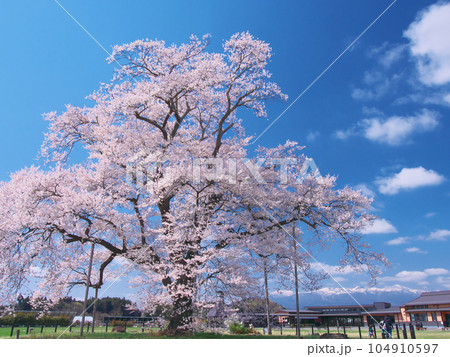 一本桜 - 万燈(まんとう)桜 2023年4月 一本桜 - 万燈(まんとう)桜 2023年4月 104910597