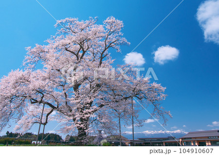 一本桜 - 万燈(まんとう)桜 2023年4月 一本桜 - 万燈(まんとう)桜 2023年4月 104910607