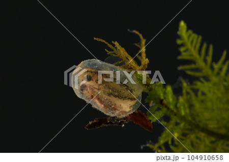 アカハライモリの卵 104910658