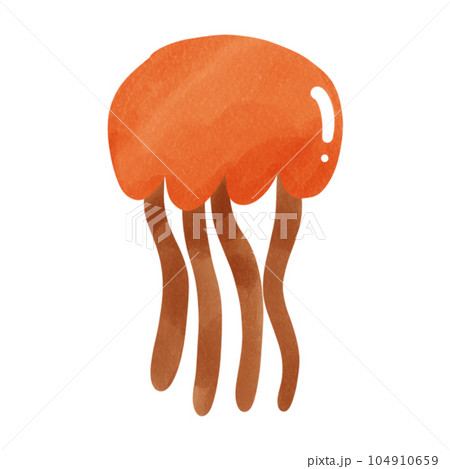 Jellyfish Jellyfish 104910659