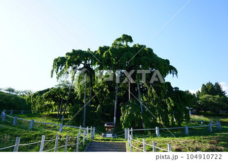 三春の滝桜（葉桜） 104910722