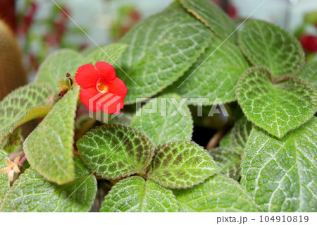 Red Carpet plant flower blooming. Red Carpet plant flower blooming. 104910819
