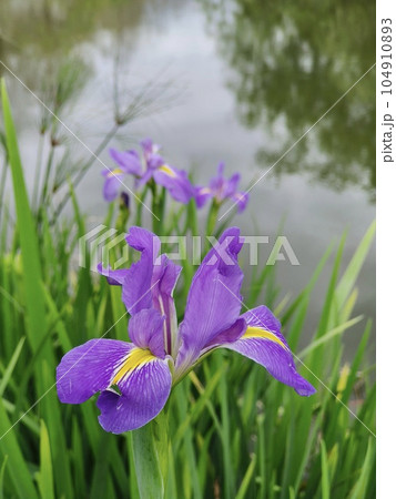 花 フラワー お花 104910893