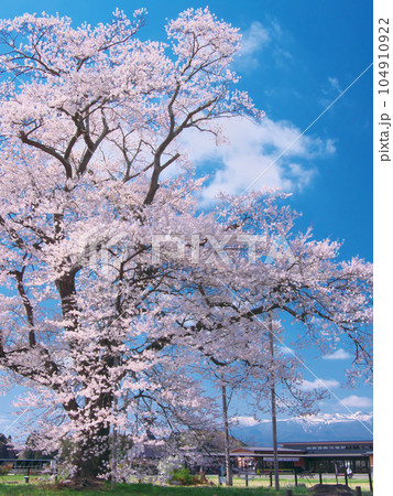 一本桜 - 万燈（まんとう）桜 　2023年4月 104910922