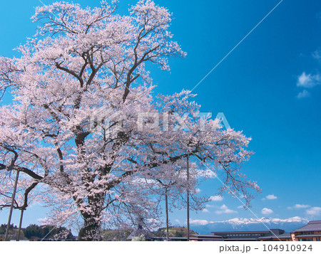 一本桜 - 万燈（まんとう）桜 　2023年4月 104910924