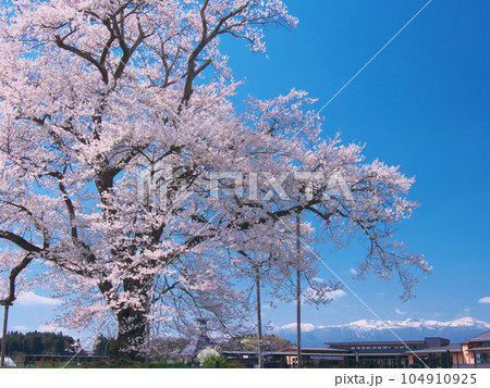 一本桜 - 万燈（まんとう）桜 　2023年4月 104910925