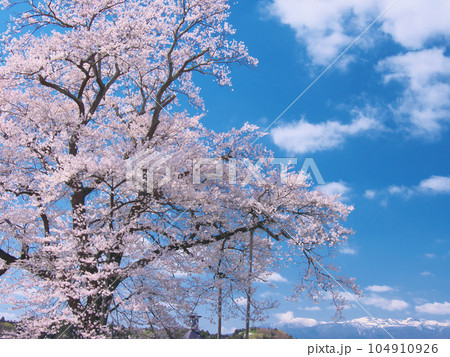 一本桜 - 万燈(まんとう)桜 2023年4月 一本桜 - 万燈(まんとう)桜 2023年4月 104910926