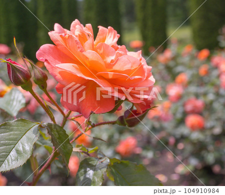Delicate peach roses in the garden. Orange rose in the garden. Garden concept 104910984