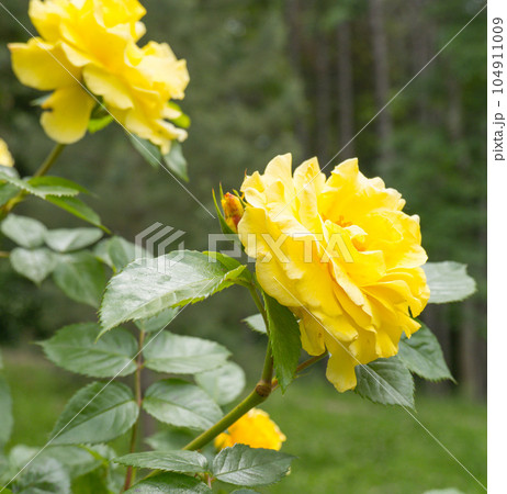 Beautiful bush of yellow roses in a spring garden. Rose garden Beautiful bush of yellow roses in a spring garden. Rose garden 104911009