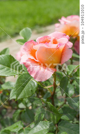 Delicate peach roses in the garden. Orange rose in the garden. Garden concept 104911010