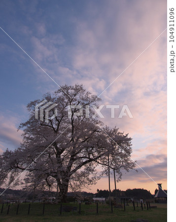 一本桜 - 夕暮れの万燈（まんとう）桜 　2023年4月 104911096