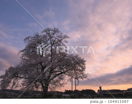 一本桜 - 夕暮れの万燈（まんとう）桜 　2023年4月 104911097