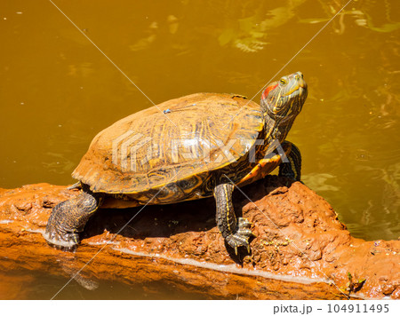 Close up shot of Red-eared slider in Martin Park Nature Center 104911495