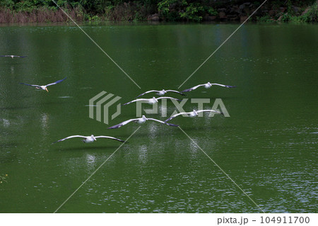 The Painted Stork bird (Mycteria leucocephala) in garden 104911700
