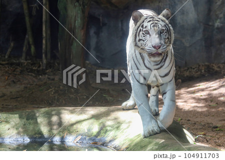 Close up white tiger is sit down and rest on floor Close up white tiger is sit down and rest on floor 104911703