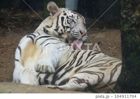 Close up white tiger is sit down and rest on floor Close up white tiger is sit down and rest on floor 104911704