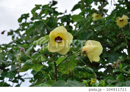 オオハマボウの花 オオハマボウの花 104911721